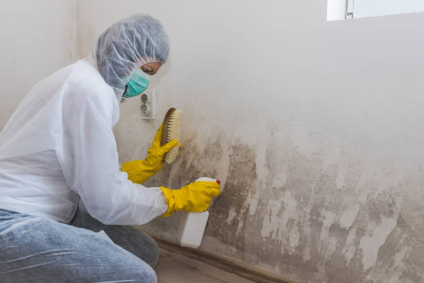 Best Fast Mold Removal  in White Haven, PA