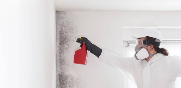 Mold Removal and Inspection in White Haven, PA