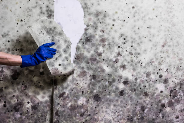 Trusted White Haven, PA Mold Removal Experts
