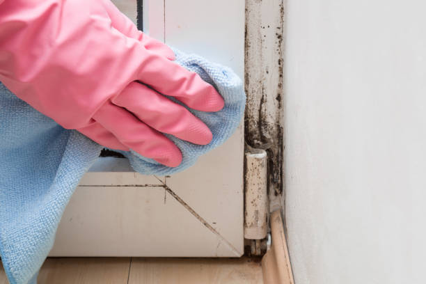 Best Residential Mold Removal  in White Haven, PA