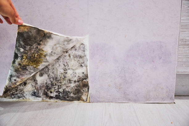 Best Mold Testing  in White Haven, PA